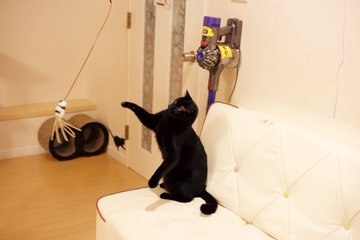 北海道 道東の猫スポット １０選 猫スポットなび