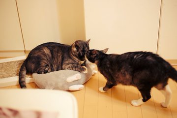 北海道 道東の猫スポット １０選 猫スポットなび