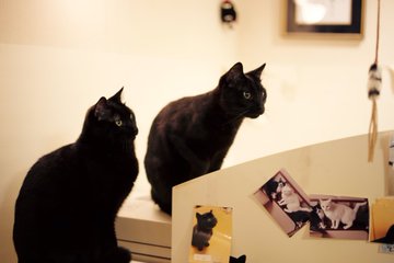 北海道 道東の猫スポット １０選 猫スポットなび
