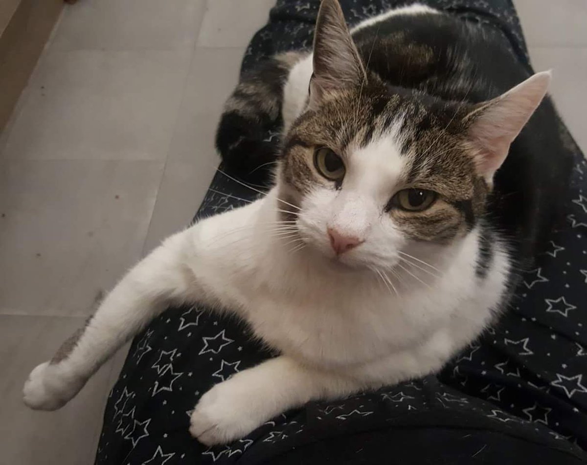 CovCPLostFound's tweet photo. MISSING CAT
Bailey (female) has been missing for 2 weeks. 😢 Approx mid Sept.
She had recently moved to Canley CV4. 
Ref: message Lizzy
#cats #lostandfoundcats #catsprotection #MISSINGCAT
#missingpets #lostcats #lostpets #foundcats #foundpets #lovecats #catsmatter #Coventry https://t.co/pGt6yQh0a7