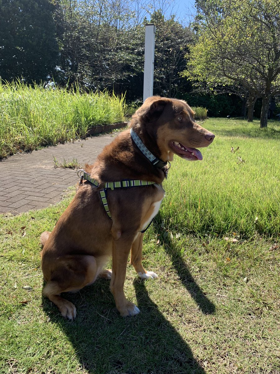 ペット輸送 湘南ペットハイヤー در توییتر 今日のペット輸送は 犬 の輸送です 成田空港第二ターミナルから 愛知県稲沢市へ オーストラリアンシェパードとドーベルマンのミックス 1頭の 引っ越しでした 犬輸送 犬引っ越し ペット輸送 湘南ペットハイヤー