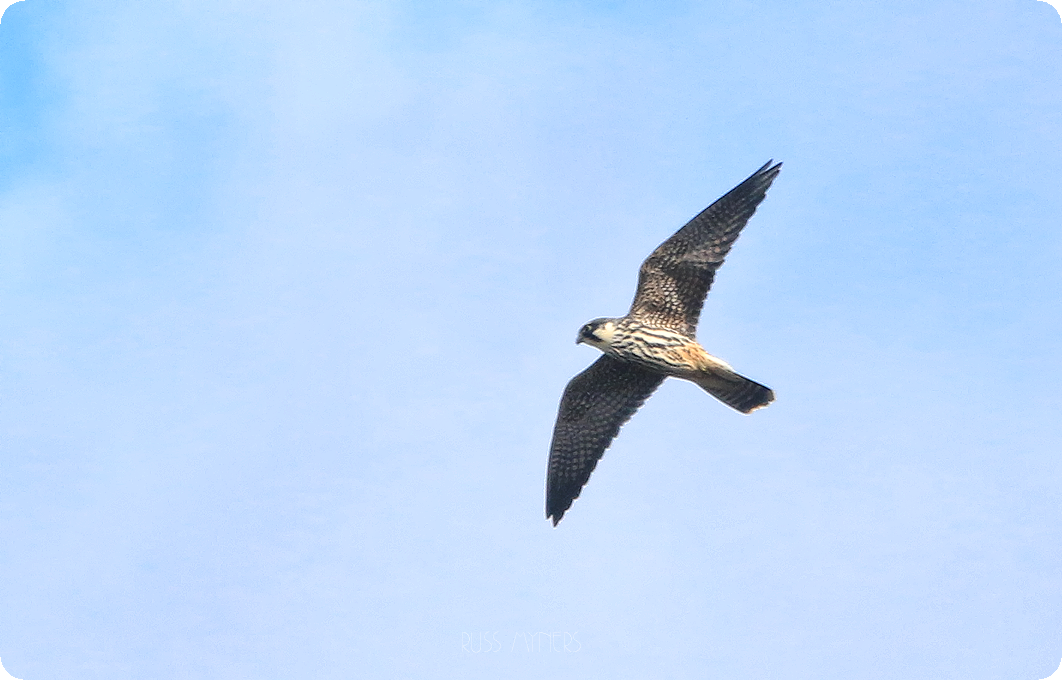 RT @RussMyners: HOBBY over Deep water lake this afternoon at #Penclacwydd @WWTLlanelli @WWTworldwide @WWTSlimbridge @infocusOptics @BirdWatchingMag @Natures_Voice @wildlife_uk @DanERouse