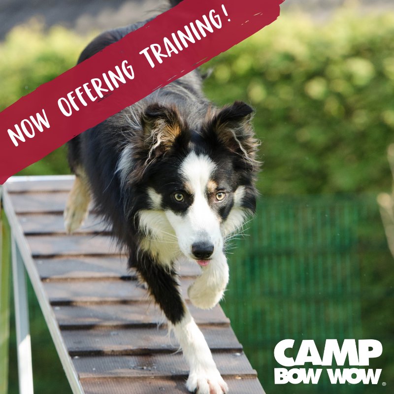 camp bow wow training