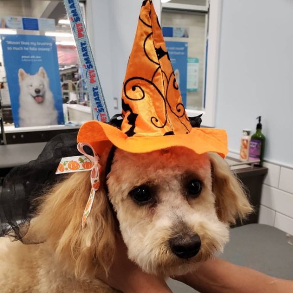 Avon PetSmart (AvonPetsmart) Twitter