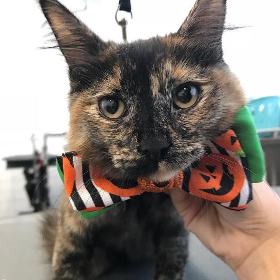 Avon PetSmart (AvonPetsmart) Twitter