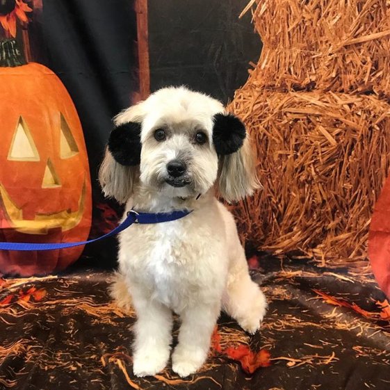 Avon PetSmart (AvonPetsmart) Twitter