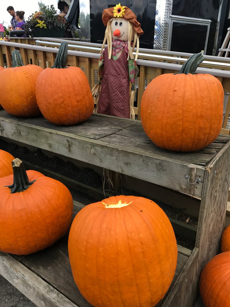 OneMrktSt's tweet photo. Tender crop pumpkins

#onemarket #newburyport #fall2018 #northshore #merrimackriver #vacationhome #vacation2018 #vrbo #airbnb #newburyportchamber #BeautifulDestinations #wedding #beach  #midcentury #TravelDiary #LoveToTravel #GirlsWhoTravel #weddingday #destinationweddings https://t.co/JMB3Y0PISH