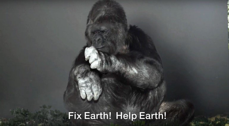 nature_songs's tweet photo. In memoriam to Koko 1971-2018
#koko #kokogorilla #helpearth #fixearth
Kitty, Human and Earth loving Koko the gorilla passed away Tuesday in her sleep at the Gorilla Foundation’s preserve in Woodside, California, in the Santa Cruz Mountains.
https://t.co/fAzlFSNN2W https://t.co/MJdfNwmvcx