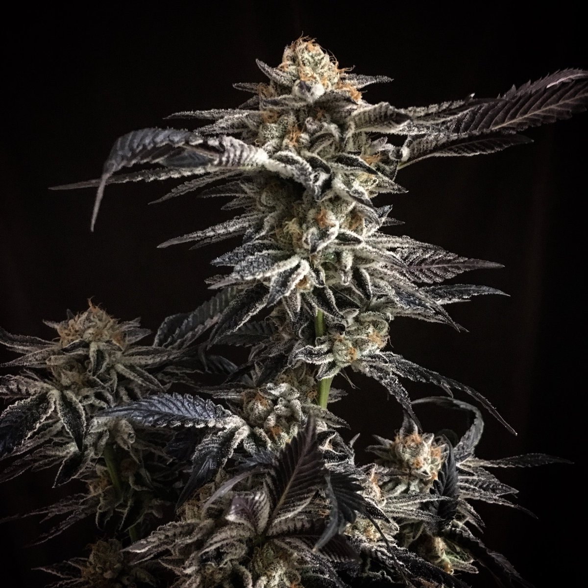 CaliSources's tweet image. #original #thinmint grown by #ReeferCityFarms distributed by #CaliSources. Musky chocolate mint terps still stacking after 9 years in the garden! #09loud #true #cookies #DTLA #producer