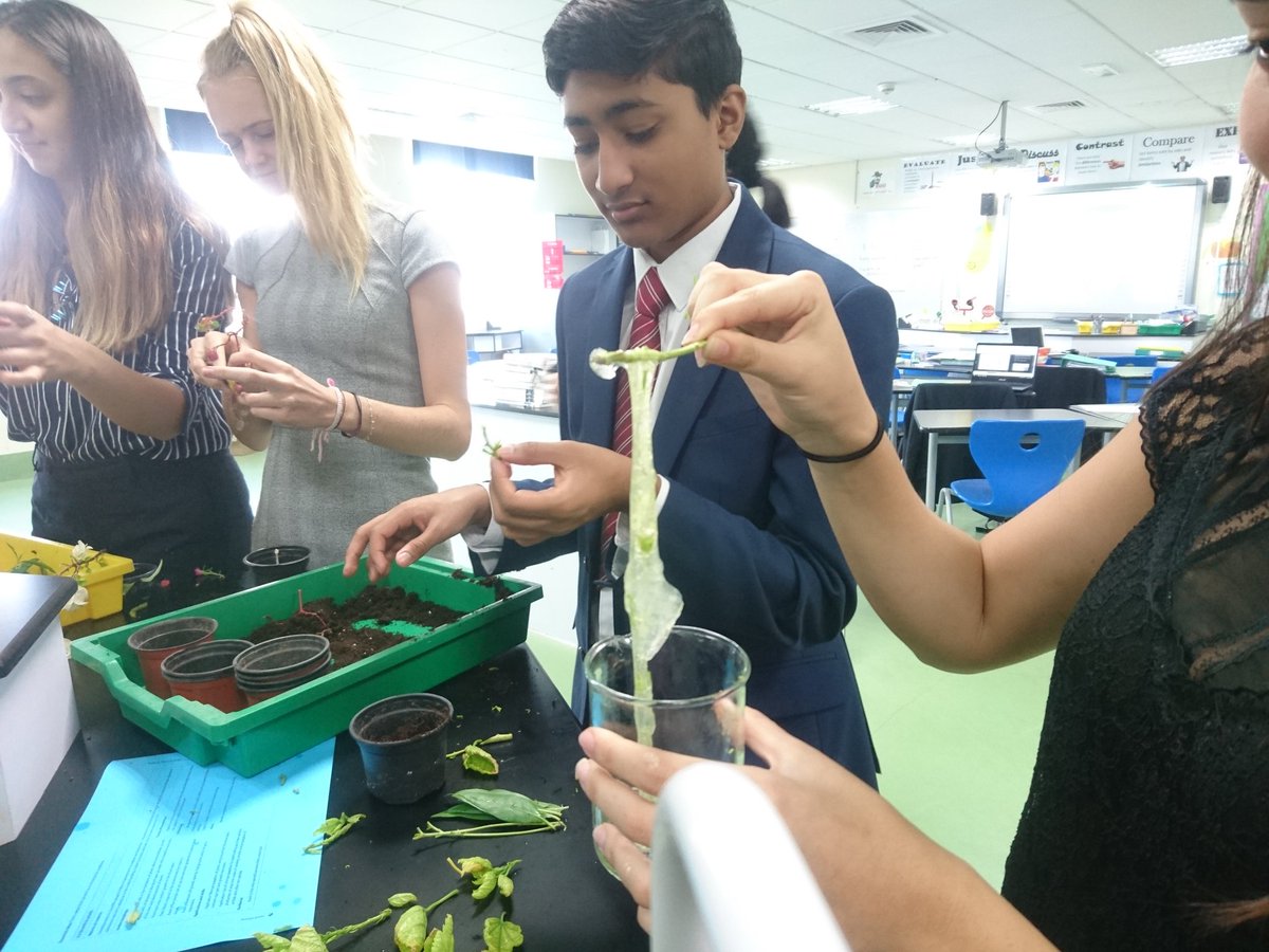 ReptonDXBBio's tweet photo. Y12 biologists extracting aloe vera from plants to investigate root growth (note... Aloe vera GOOD for skin, not good for diets) #reptondxbbiology #reptondxbIBDP https://t.co/Dh2MXNNx0w