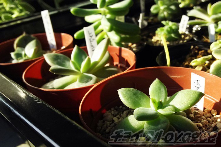 ホワイトシャンペーン