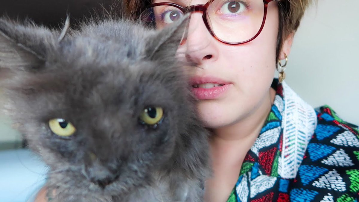 whodsuw's tweet photo. El vlog de hoy, pequeños gatitos callejeros adorables:

BIENVENIDO A CASA, PESTO https://t.co/pZpNTRz6zb https://t.co/lbRAXOTJrx