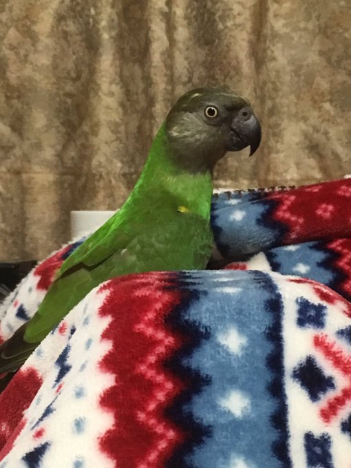 鳥の正面顔はかわいいのtwitterイラスト検索結果 鳥の正面顔はかわいいのtwitterイラスト検索結果