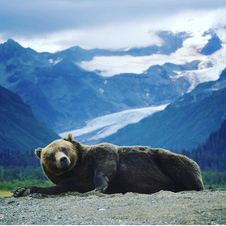 1benrichardson's tweet photo. I feel like the caption on this should be: "Hey girl, you want to put some butter on me?"
.
.
You have one better? Let's hear it! :)
#heygirl #bear #bearpic #bearpicture #scenic #butter #funnycaptions #followforfollowback #follow https://t.co/RBzXv6EtQm