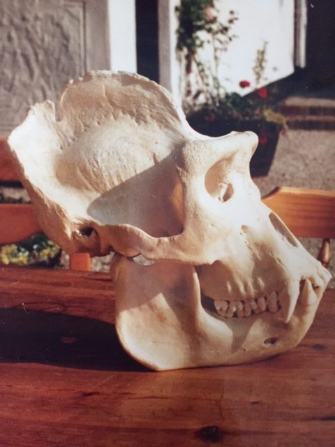 TO ME, THE MALE GORILLA SKULL IS A BEAUTIFUL THING, 
AND A PERFECT BLEND OF FORM AND FUNCTION. 
New blog via <a href="/Skull_Society/">Skull Society</a> skullappreciationsociety.com/blog/skull-per…