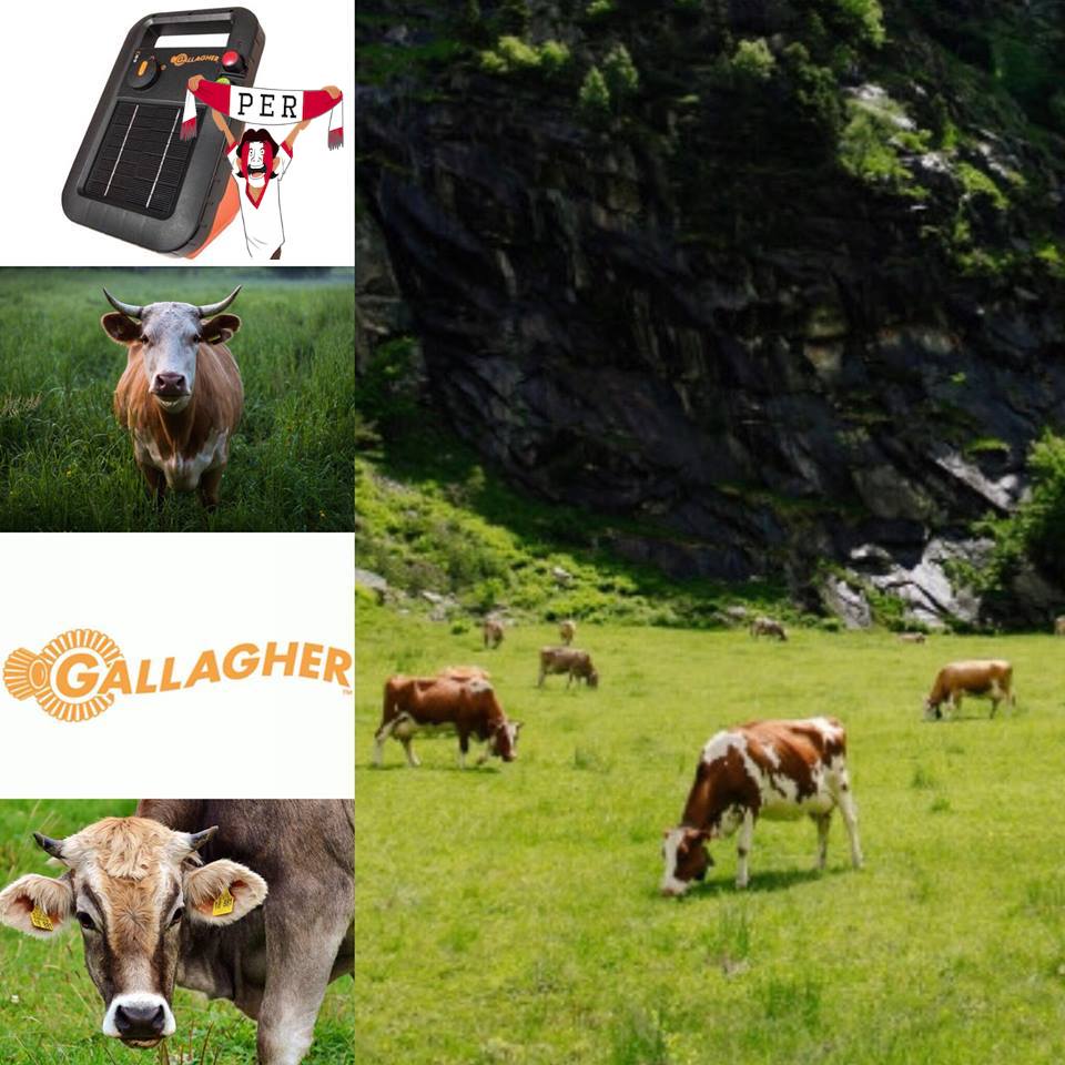 conrepressac's tweet photo. 🇵🇪️CERCO SOLAR PORTÁTIL GALLAGHER 🇵🇪️

#CercoSolar compacto, súper resistente. Revestido de material con protección contra rayos UV.
#GanaderíaPerú #CercosGallagherPerú #CercoEléctricoParaGanado  🐮🐗🐄🐂🐴 https://t.co/Z9FKlukAWz