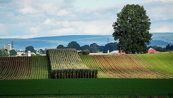 New artwork for sale! - "Corn Harvest" - fineartamerica.com/featured/corn-… <a href="/fineartamerica/">Fine Art America</a>