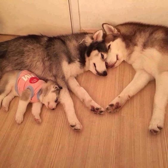 TheRitterTweets's tweet photo. This family looks alot more stable than mine https://t.co/MfayqYIXuS