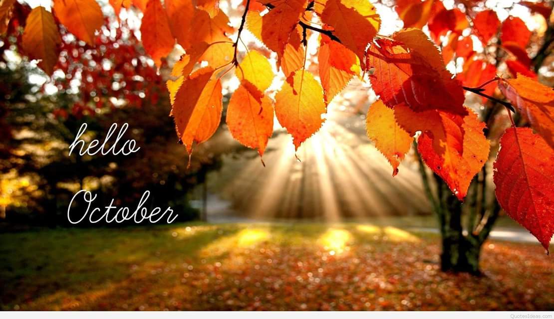 TVHonda's tweet photo. The days are getting cooler and the trees across the road at Burnhams Woods are starting to change. I am thankful I live in a country with 4 seasons, so much natural beauty and many reasons to feel blessed.
#octoberincanada #ptbo https://t.co/kVHSi5gOu4