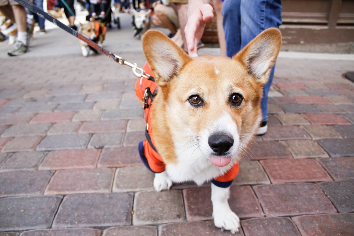 CSUCollegian's tweet photo. Is there really anything better than Tour de Corgi?

https://t.co/QueATbUsgy
@ShapleyGraham @tourdecorgi #tourdecorgi https://t.co/Rg8w1RWa5V