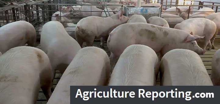 TPSL_Since1938's tweet photo. Find out how the #pork industry is being impacted by punitive #tariffs from #China by watching this WCIA 3 report from Stu Ellis!
https://t.co/UoMqFs2zm1
https://t.co/vc5KYmx1dg
#tpsl #ag #cornbelt #aglab #agriculture #Agronomics #Farm #Farmers #Farming #livestock #hogs #pigs https://t.co/jwFKV1ghIZ