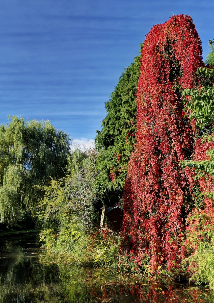 Fabulous display of an Old England Fall on the Stourbridge cut. #stourbridgecanal @blackcountry #Autumn #fall @StourbridgeNews