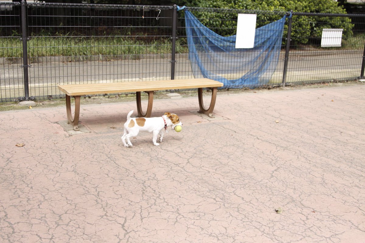 teva_JRT's tweet photo. 先日ドッグランデビューしました🐾

他のお友達ともちゃんと遊べて、一安心😆

しかしボール遊び、家ではちゃんと持ってきてくれるのに
ドッグランではなかなか持ってきてくれない・・・

2～3回だけ気まぐれに持ってきてくれた、奇跡の瞬間です📸✨ https://t.co/DHB10A0xLI