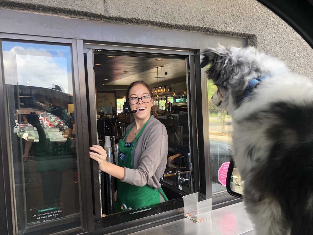 lowfourirons's tweet photo. My toy Aussie can’t wait for her Puppiciono from the great team at the Inwood and Willow Starbucks! #NationalCoffeeDay #Starbucks https://t.co/cpoGs52iQZ