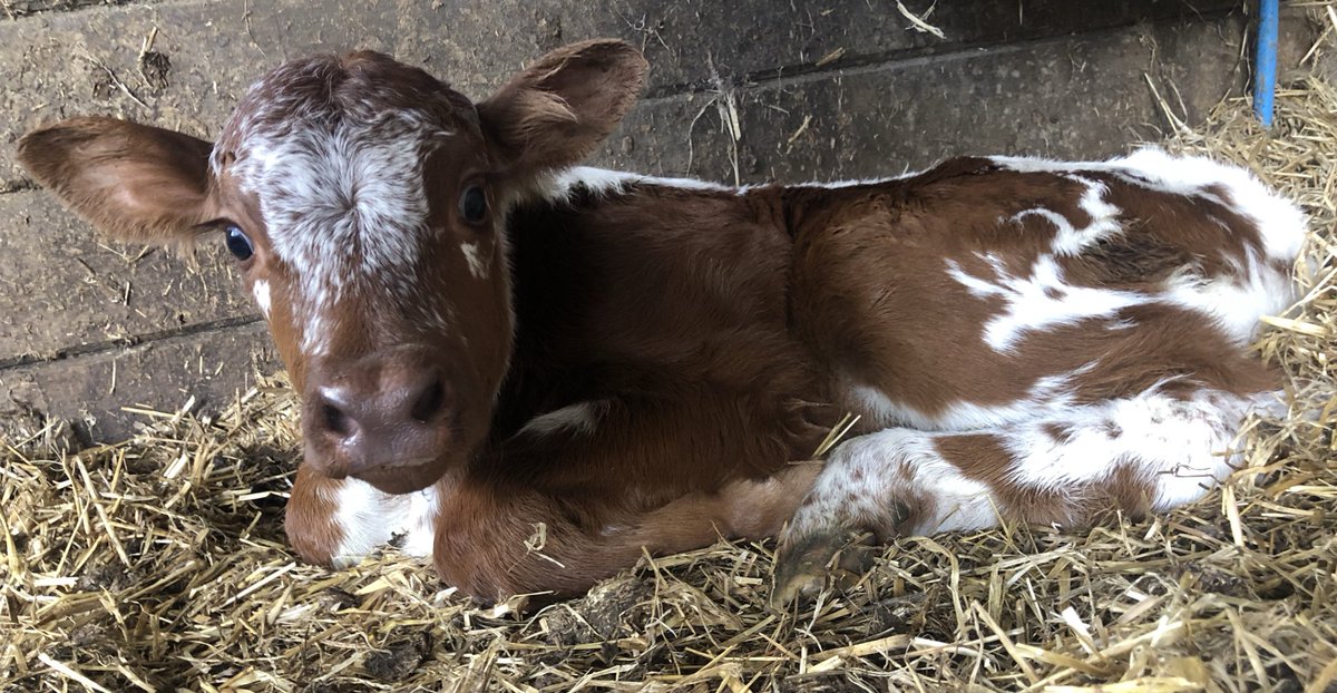 newlandfarm's tweet photo. All dried off #CalfPix https://t.co/HL5mP4um0L