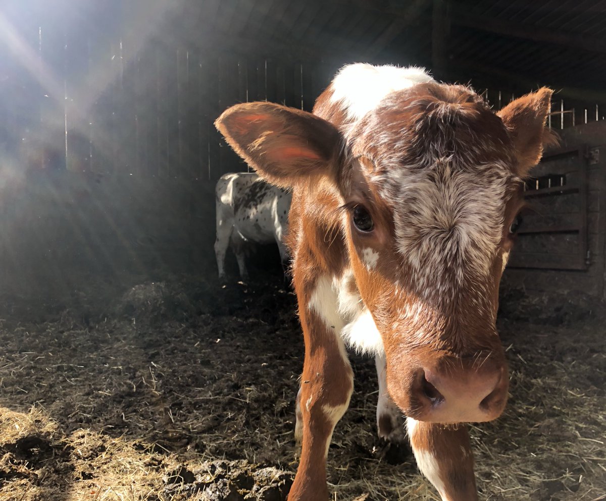 newlandfarm's tweet photo. All dried off #CalfPix https://t.co/HL5mP4um0L
