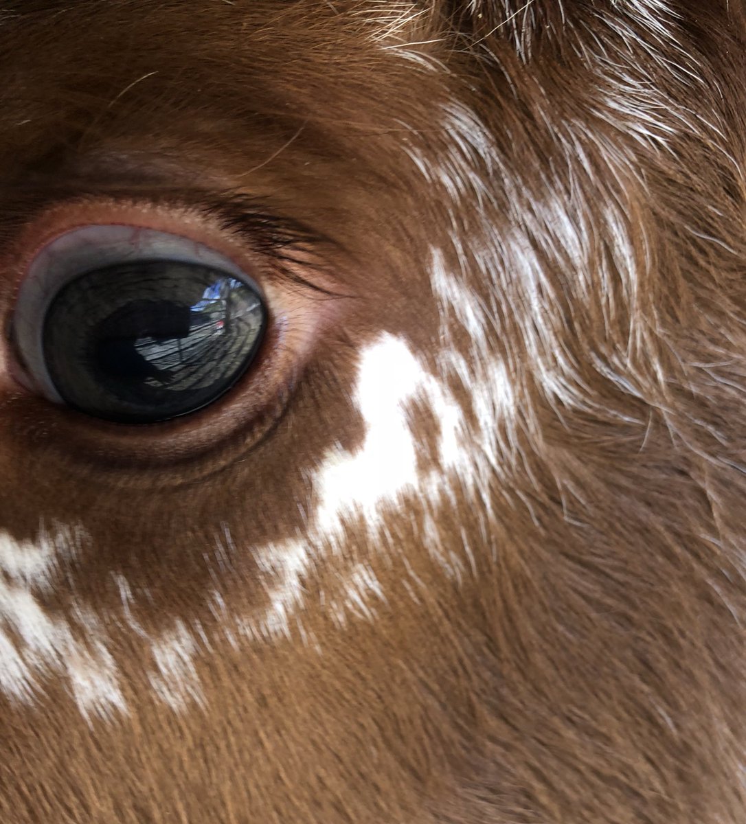 newlandfarm's tweet photo. All dried off #CalfPix https://t.co/HL5mP4um0L