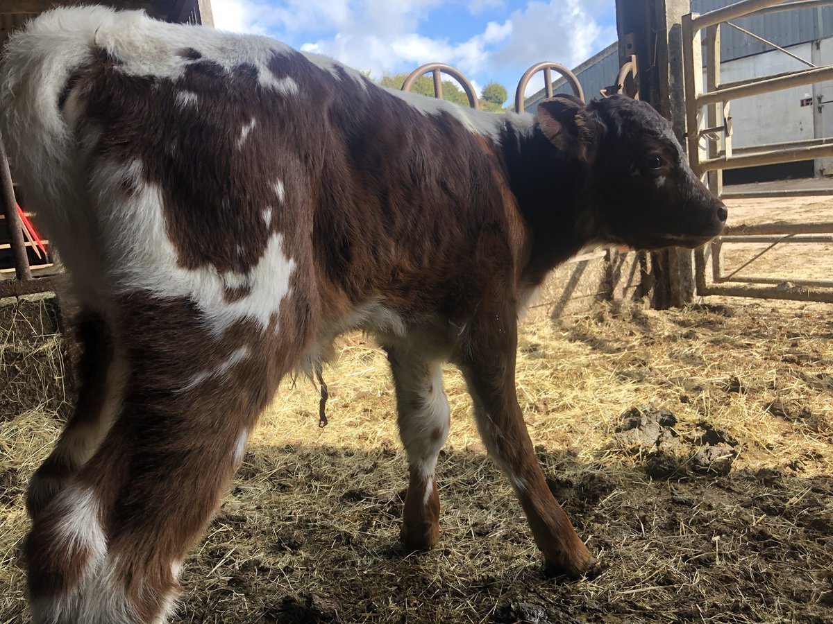 newlandfarm's tweet photo. All dried off #CalfPix https://t.co/HL5mP4um0L