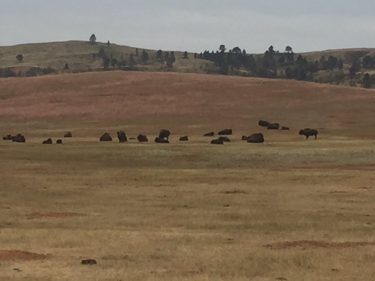 KeatonMercer's tweet photo. A few more memories... stopped at Mt. Rushmore, found the buffalo in Custer Park then visited the Dignity sculpture in Chamberlain, SD. An amazing road trip overall! https://t.co/KDcnAhbBMJ