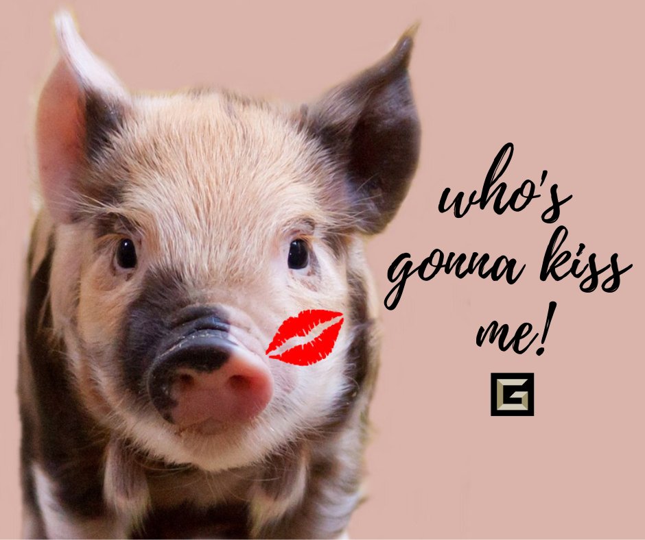 GunsterLaw's tweet photo. Join Gunster in supporting the American Heart Association with Kiss the Piggy! Starting today, you decide who from Gunster will kiss a pig. Votes are donations to a Gunster pig kissing candidate’s @heartpalmbeach team page. 🐷 💋 ✅ ➡️  https://t.co/YMQBrwDRk4 https://t.co/6AHHiarbUq