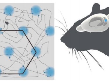 VelvetPrinciple's tweet photo. The neuroscience of wayfinding https://t.co/NfOOWPZ1R0 https://t.co/KogYvc6Rg2