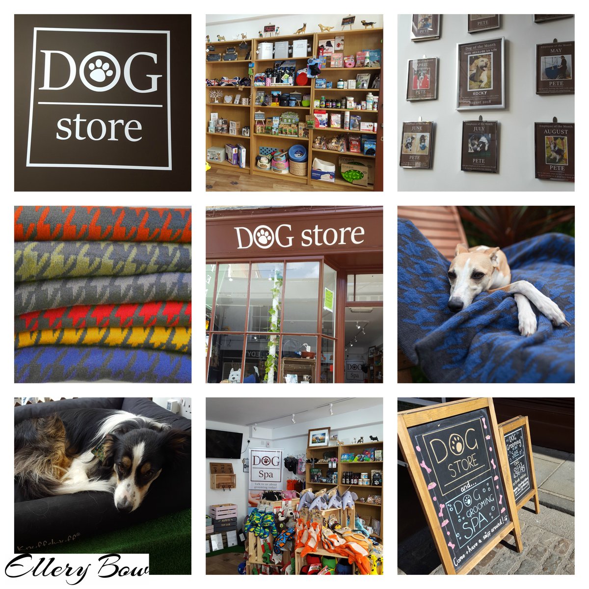 ElleryBow's tweet photo. It was a glorious, sunny day in our part of Kent today, and we were properly delighted to pop across to @DogStoreLtd in Canterbury with their first delivery of @ElleryBow houndstooth blankets. Welcome aboard!
#MadeInTheUK #Canterbury #DogsOfKent https://t.co/JkwREp5FNU