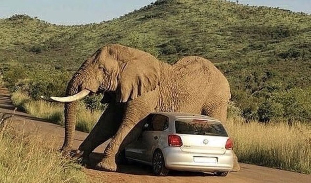 blckriflecoffee's tweet photo. Are you the elephant or the car? Hope everyone has an awesome week!  #brcc #coffee https://t.co/KgaWKeghqi