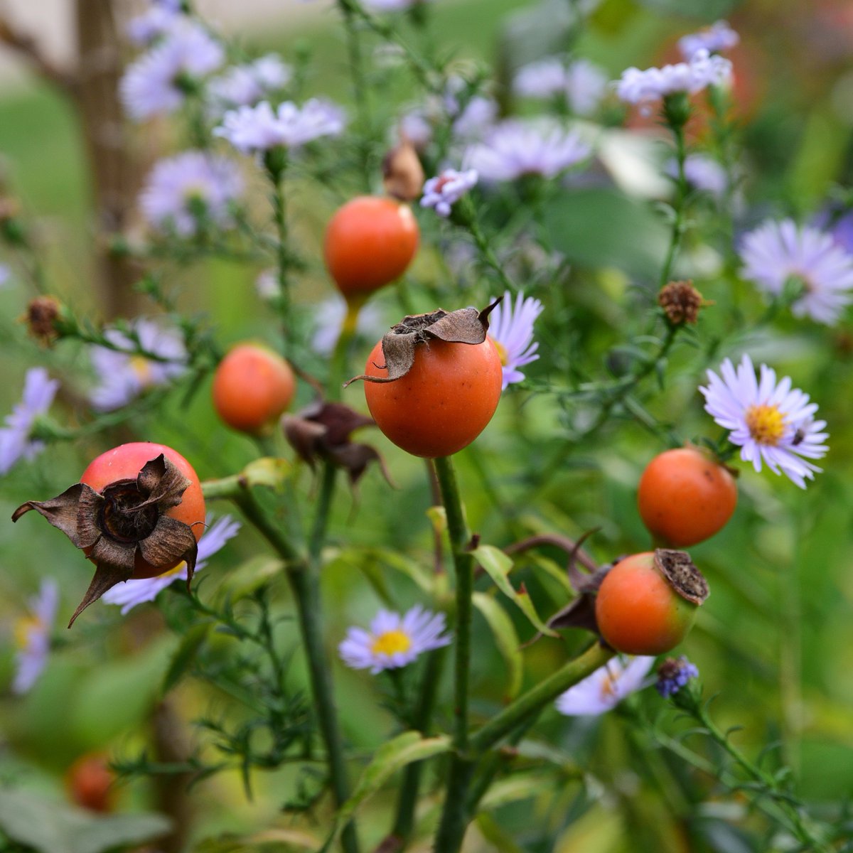 arthurroad's tweet photo. Rosehips and asters, it doesn't much more autumnal than this. https://t.co/xBplMhCaS4