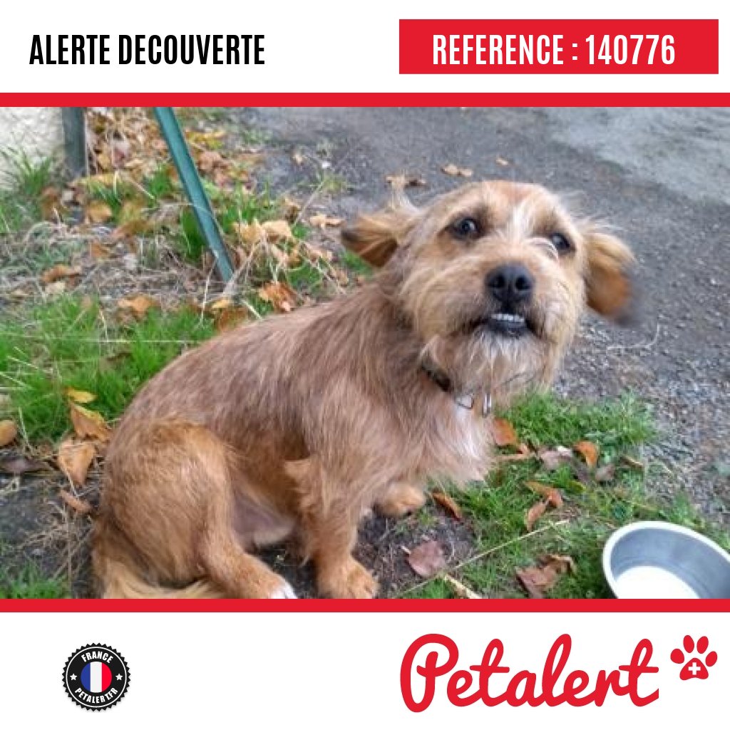 petalert_france's tweet photo. Trouvé #Chien #IlleEtVilaine #SaintM'Hervon #Petalert #Pet #Alert / https://t.co/WHWALfiOCB https://t.co/DU82n6LsuU