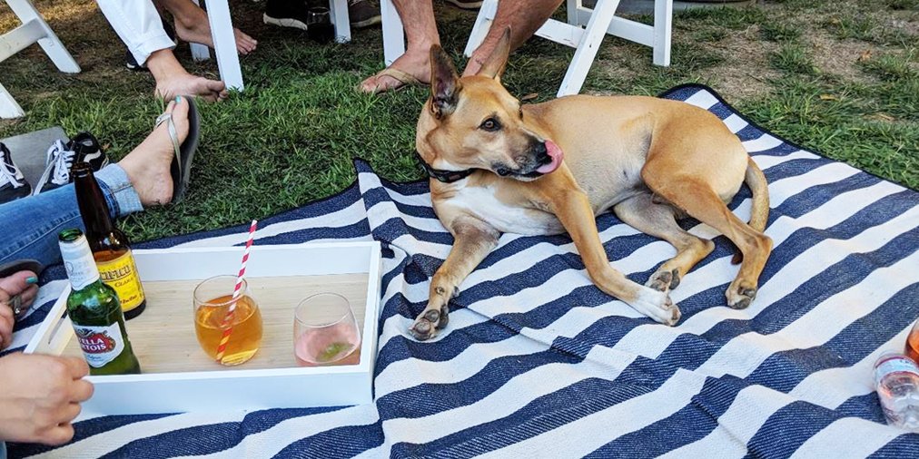 drinkhandlebar's tweet photo. Handlebar Spirits make a good party great, and great parties make for happy puppies! #DrinkHandlebar #dogs #dogsoftwitter #cocktails #mustachery https://t.co/yzRo98UQp4