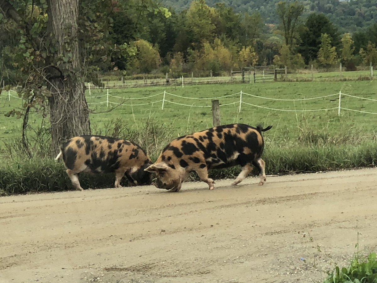 We saw some leopard print Pigs in VT today. It was funny until they started rubbing themselves against the car and the farmer was running after them.  They were surprisingly fast for their size!!!! <a href="/CBeanSports21/">Chris Bean</a>
