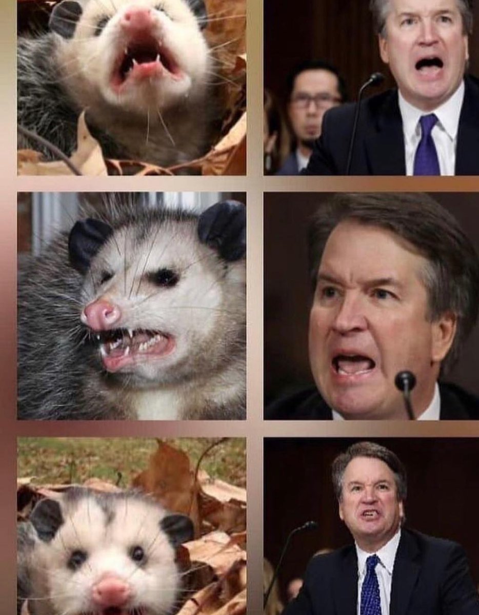LawyerRogelio's tweet photo. Is this the possum we want on the US Supreme Court? https://t.co/Bd7Quxuoz0