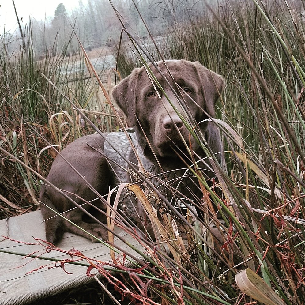 FieldGearCo's tweet photo. Duck season is right around the corner. We trust @MOmarsh78 to keep our dogs high and dry while hunting. Go check out our review at https://t.co/gSvAumXNyS
.
.
.
#dux #waterfowl #fgco #duck #dog 
#retriever #sportdog #banded https://t.co/YJ3gA02eel