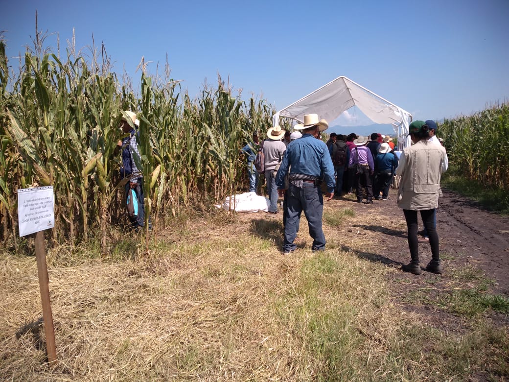 Gira de intercambio tecnológico y de experiencias con productores de Querétaro a zona de temporal en Indaparapeo,Michoacán.#YoSiembroAC