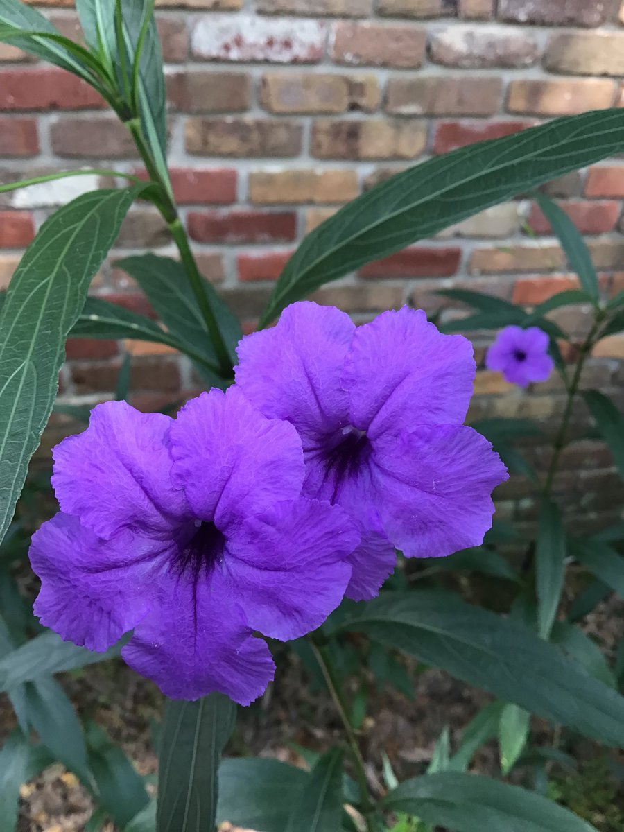 ShirleyMajor18's tweet photo. @Sorry_Snow From my garden yesterday, for you..🌷 https://t.co/aOlFd8KEHv