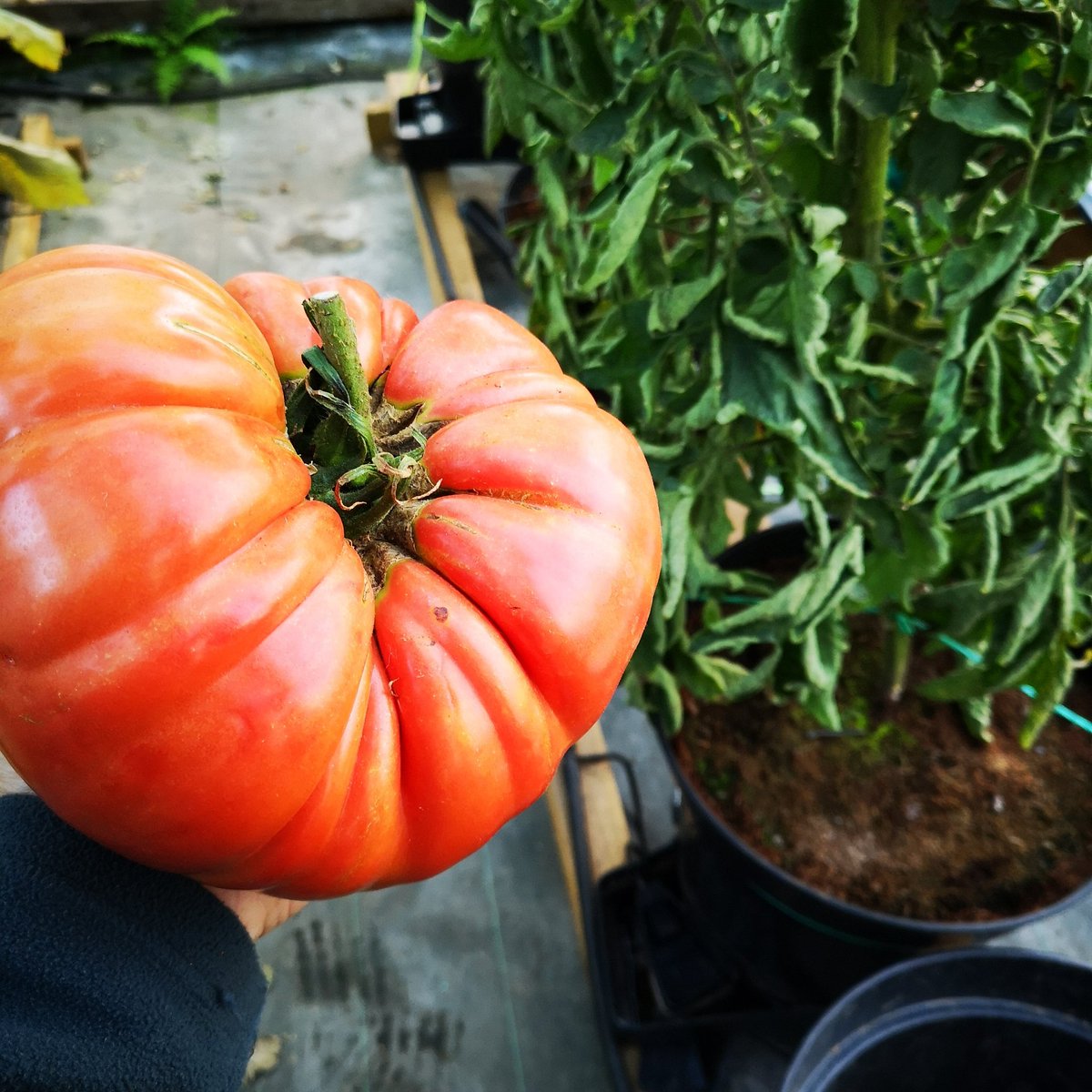 Third at Malvern with a tomato weighing over 2.2kg. improving every year in the GoGro Hydroponic system <a href="/HydroGardenLtd/">HydroGarden</a> <a href="/Plantit_Growit/">PLANT!T</a> <a href="/VitaLinkEU/">VitaLink</a>