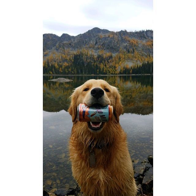 Bowman carrying his weight in the Cabinet Mountains... it’s Fall in Montana, time for some Good Med Montana Red!!#goldenretriever #goodmed #redale ift.tt/2Oq6ARz