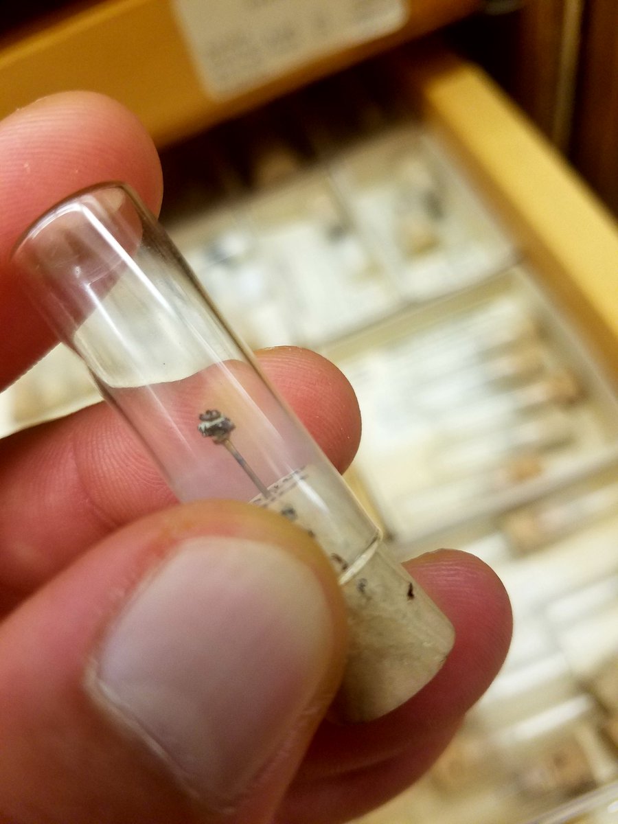 DannyAnduza's tweet photo. It's #RodentWeek 2018!  I don't really work on #mammals, but that doesn't mean I can't appreciate them! Glued to the end of that pin in the vial is a tiny tiny tooth from Copemys, a #smol mouse from California's Barstow Fm., about 18 million years old. https://t.co/VAYYoDwyfT