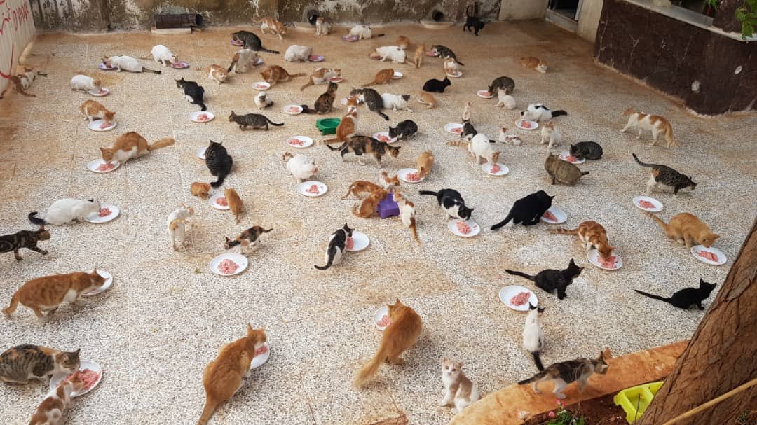 SyrianSanctuary tweet picture