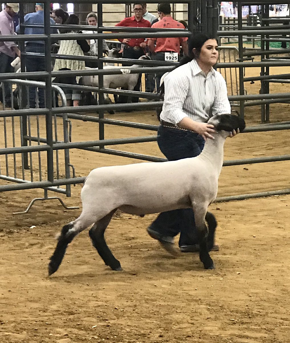 hempelscience's tweet photo. Yesterday, Kelsey and Tristin showed their animals at the State Fair of Texas! They did a great job with them and represented North Forney FFA well! #NorthForneyFFA #SFoT2018 https://t.co/g4dRhTvFfS